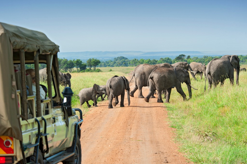 Julie Schafer | Travel by Design | Safari | Family Travel